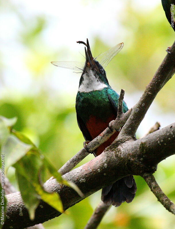 Jacamar vert mâle juvénile, identification, régime