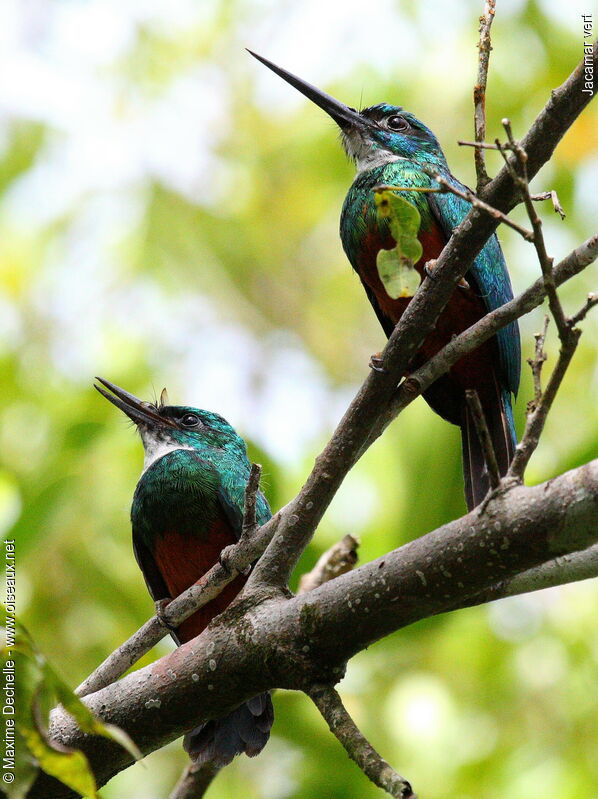 Jacamar vert mâle juvénile, identification, Comportement