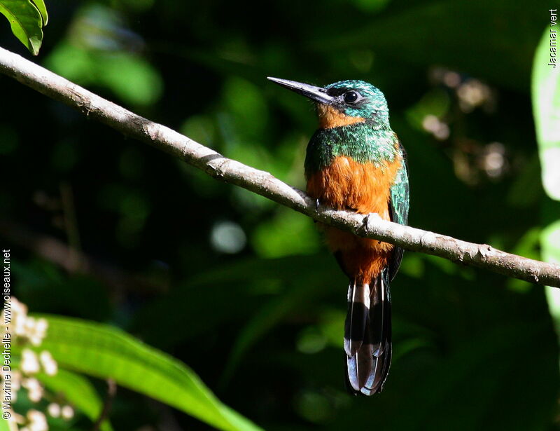 Jacamar vert femelle immature, identification