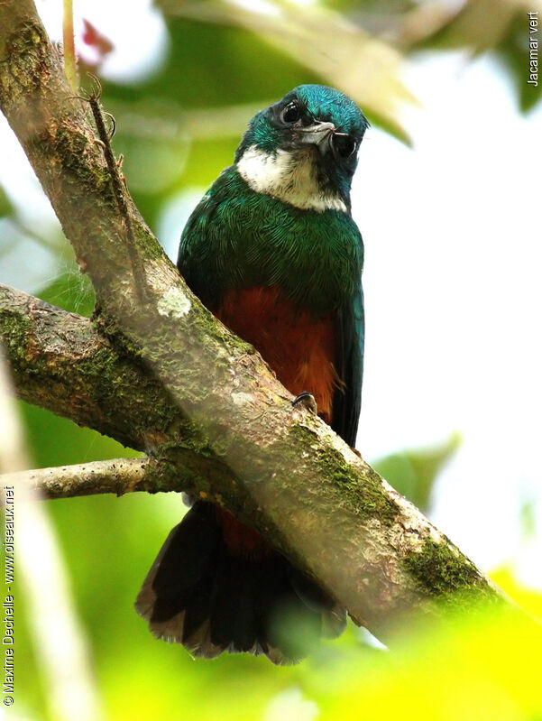 Jacamar vert mâle juvénile, identification