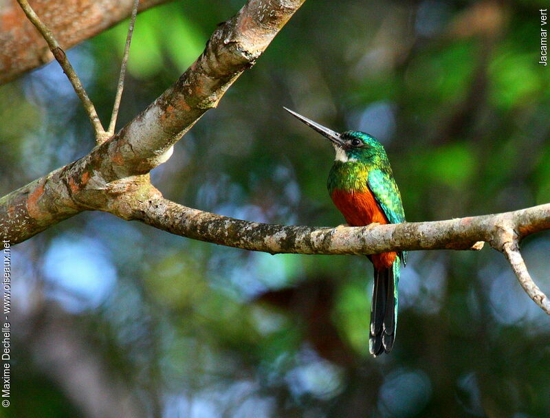 Jacamar vert mâle adulte, identification