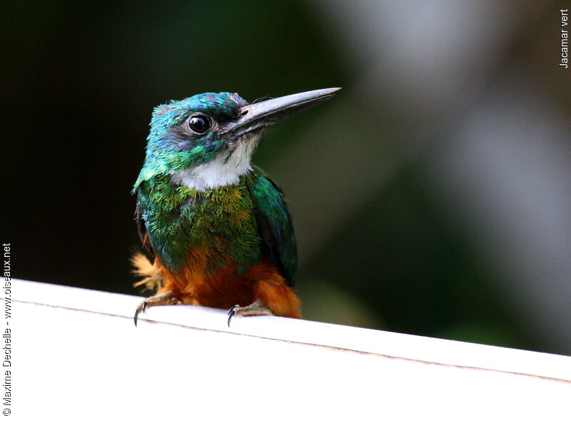 Green-tailed Jacamar male adult, identification