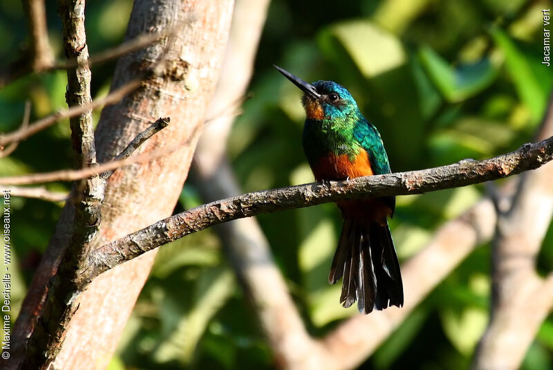 Jacamar vert femelle adulte, identification