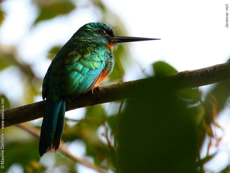 Jacamar vert femelle adulte, identification