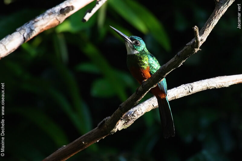 Jacamar vert mâle adulte, identification