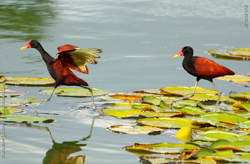 Jacana noiradulte, identification