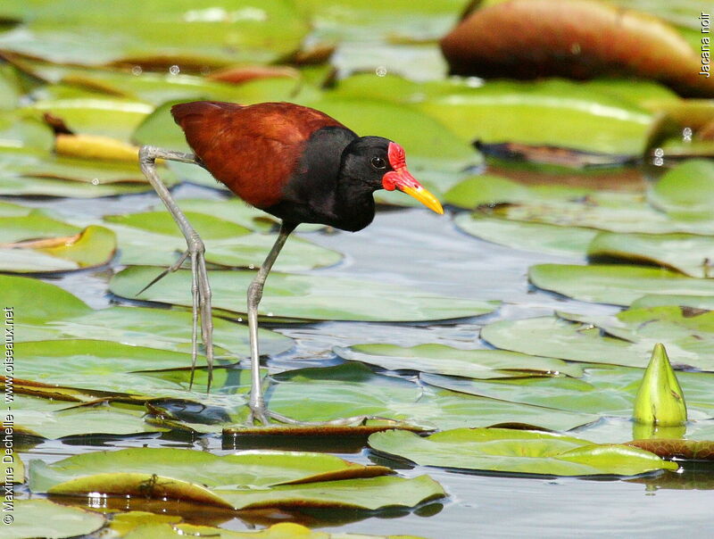 Wattled Jacanaadult, identification