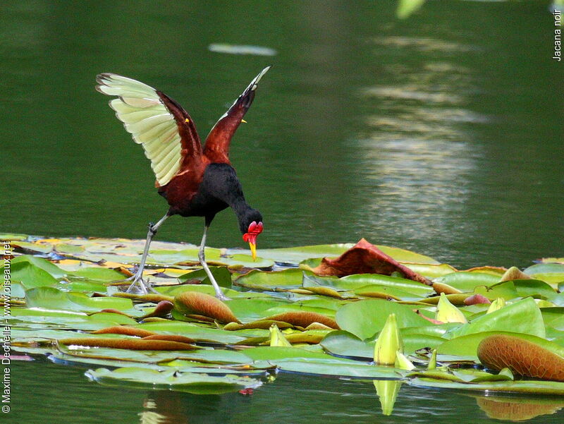 Wattled Jacanaadult, identification