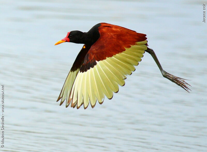 Wattled Jacanaadult, Flight