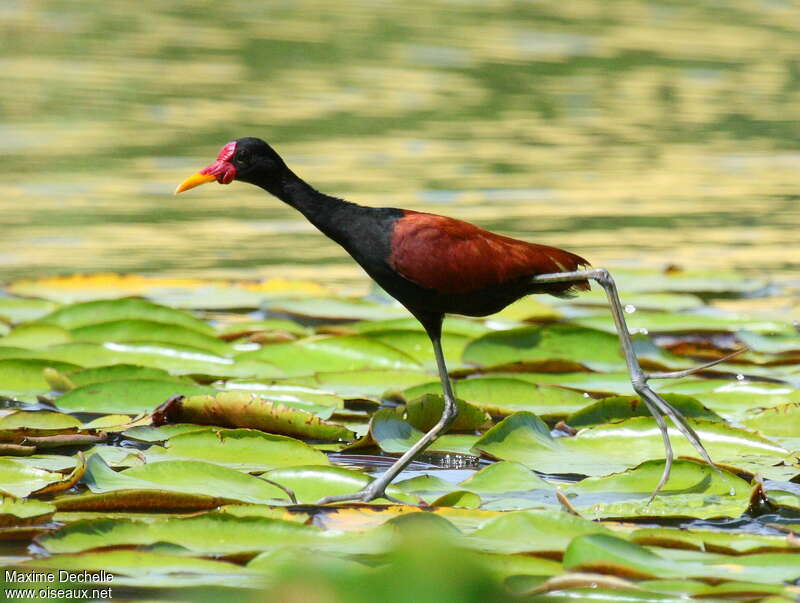 Jacana noiradulte, marche