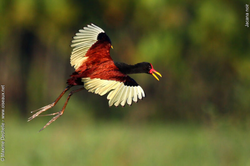 Jacana noiradulte, identification, Vol, chant