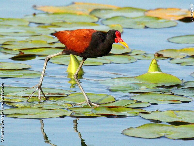 Jacana noiradulte, identification