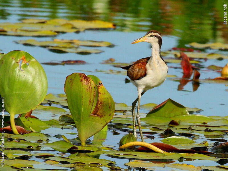 Jacana noirjuvénile, identification