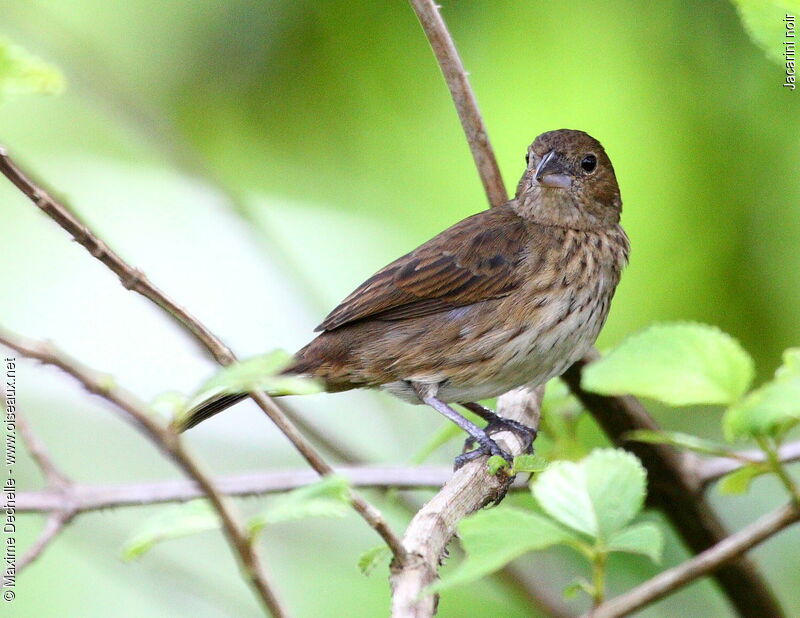 Blue-black Grassquit female adult, identification