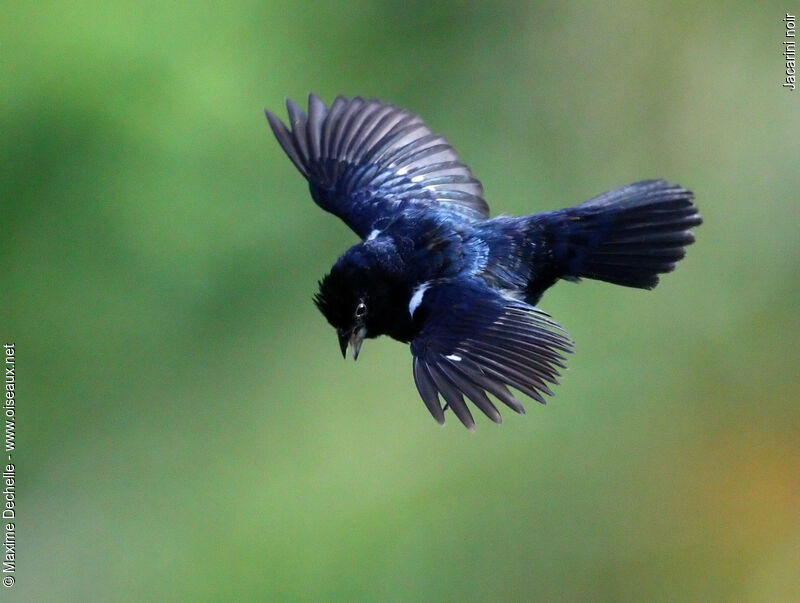 Blue-black Grassquit male adult, identification, Flight, song, Behaviour