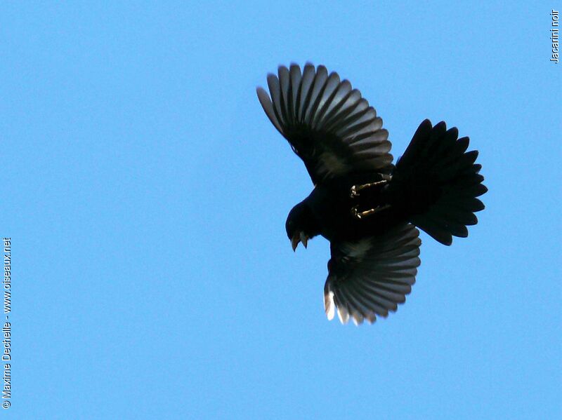 Blue-black Grassquit male adult