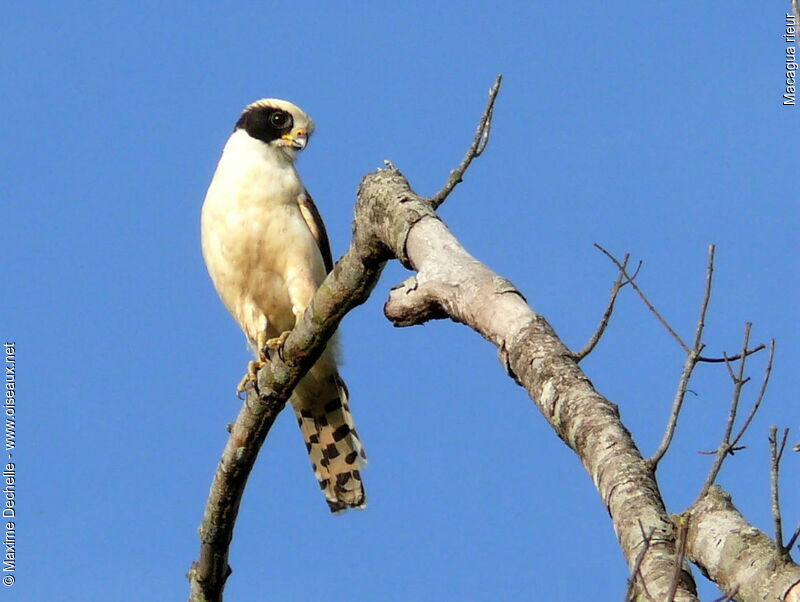 Macagua rieur