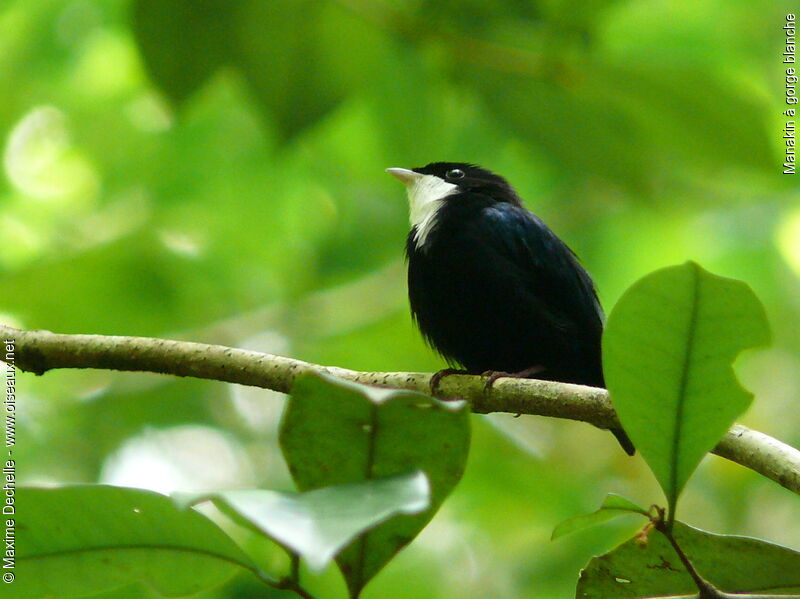 Manakin à gorge blanche mâle adulte