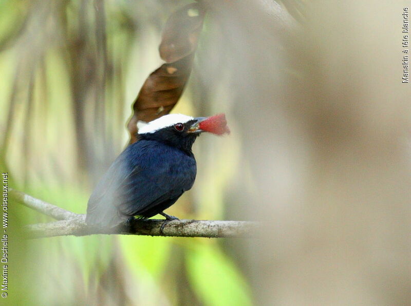 White-crowned Manakin male adult, identification, feeding habits