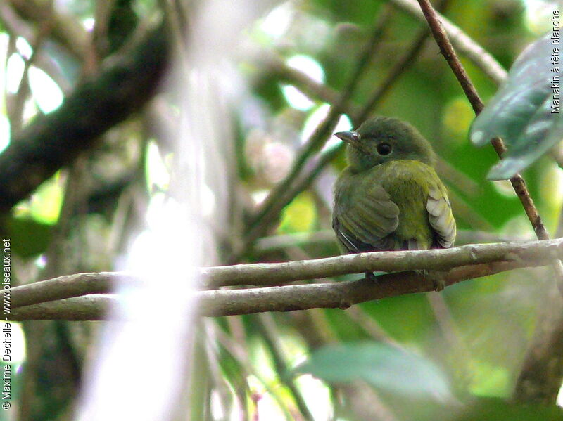 Manakin à tête blanche femelle adulte