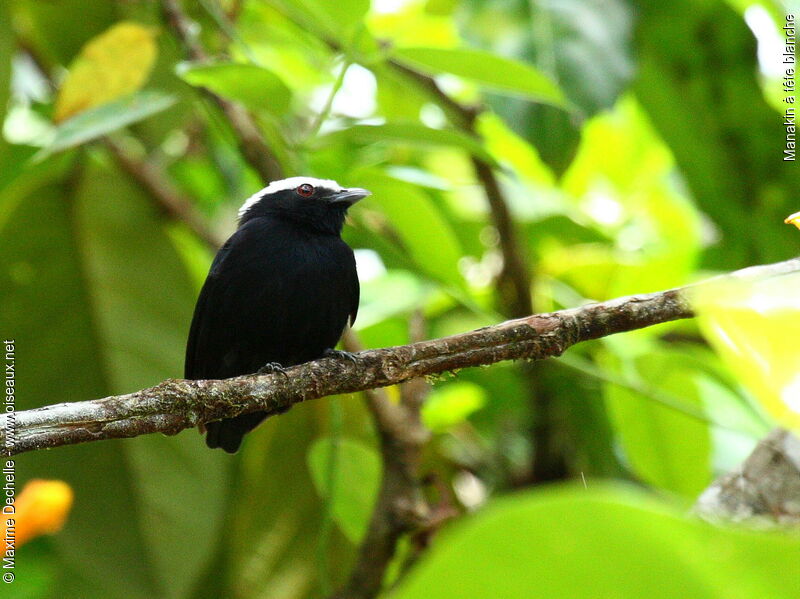 Manakin à tête blanche mâle adulte, identification