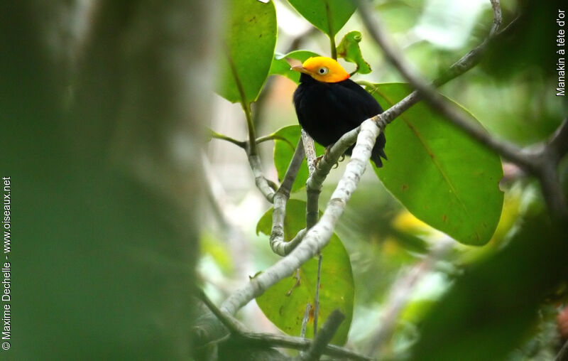 Manakin à tête d'or mâle adulte, identification