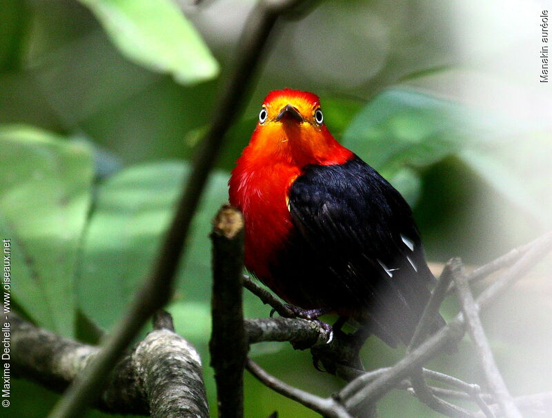 Manakin auréole mâle adulte