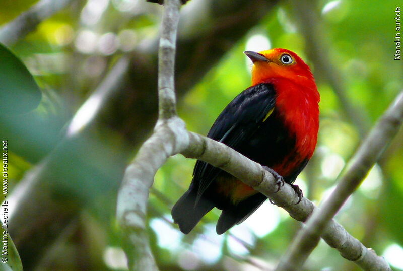 Manakin auréole mâle adulte