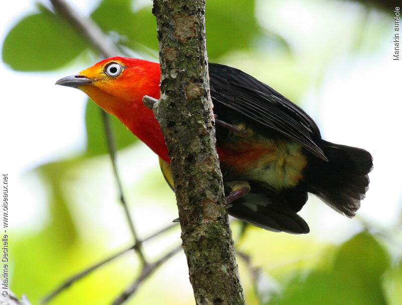 Manakin auréole mâle adulte, identification