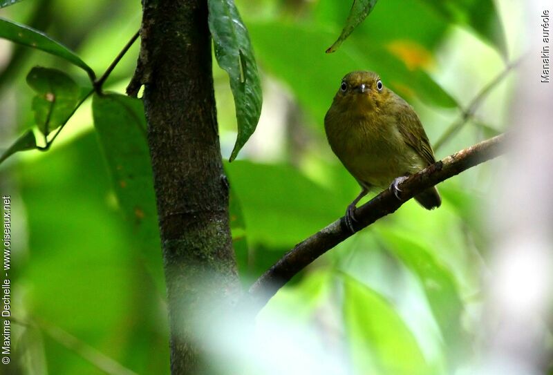 Crimson-hooded Manakin female adult