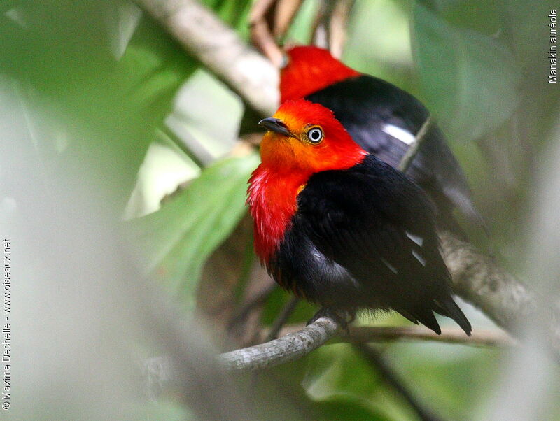 Manakin auréole mâle adulte, identification