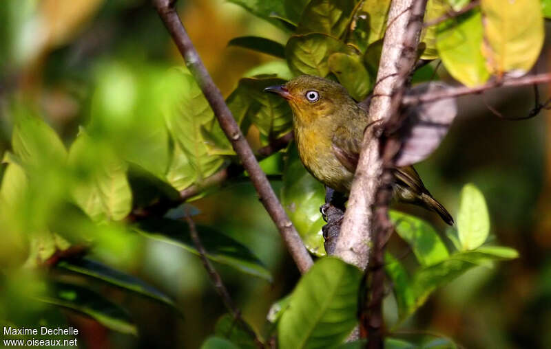 Manakin auréole femelle adulte