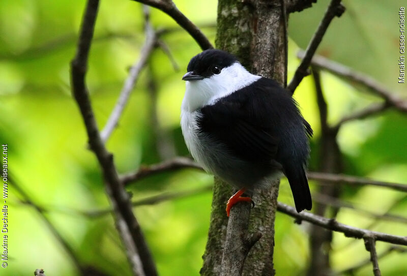 Manakin casse-noisette mâle adulte, identification