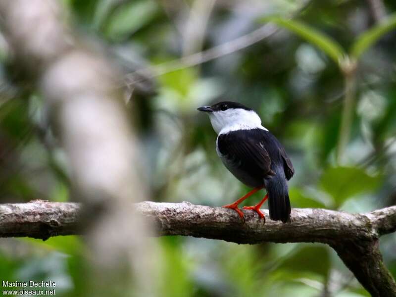 White-bearded Manakin male adult