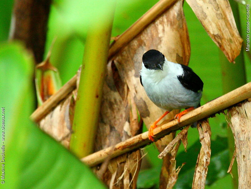 Manakin casse-noisette mâle adulte, identification