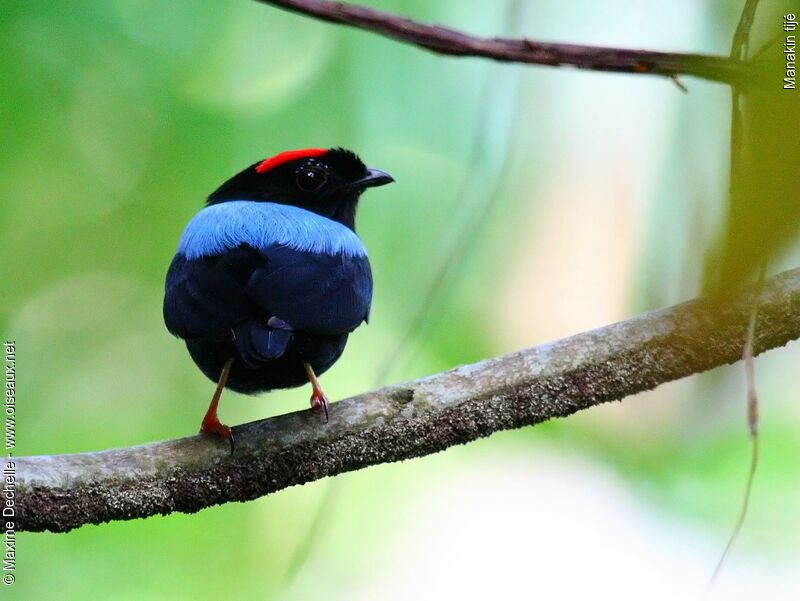 Manakin tijé mâle adulte, identification