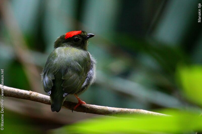 Manakin tijé mâle immature