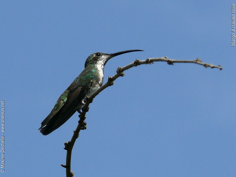 Black-throated Mango female adult