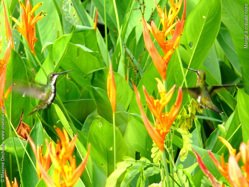 Black-throated Mango 