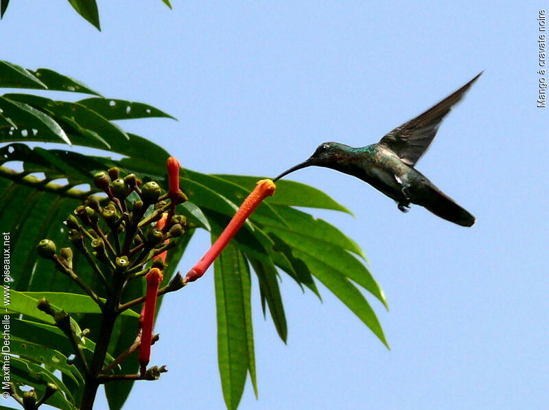 Black-throated Mango male immature