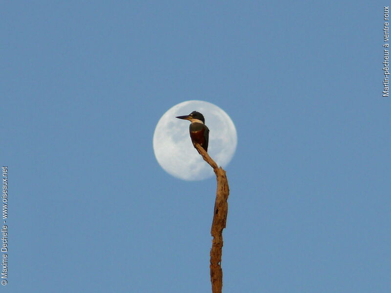 Ringed Kingfisher female adult