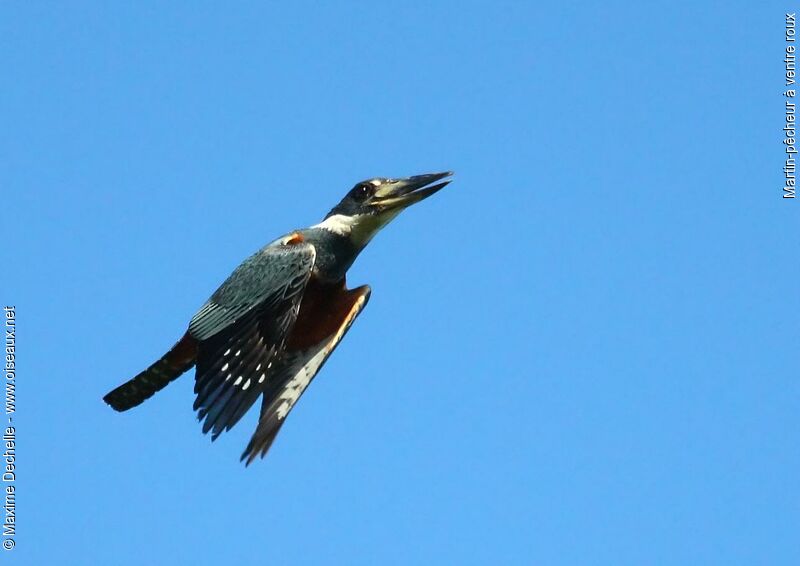 Ringed Kingfisher female adult, Flight