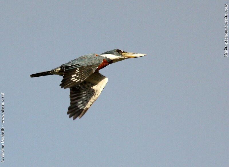 Ringed Kingfisher male adult