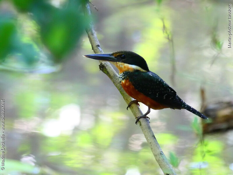 Martin-pêcheur bicolore, identification