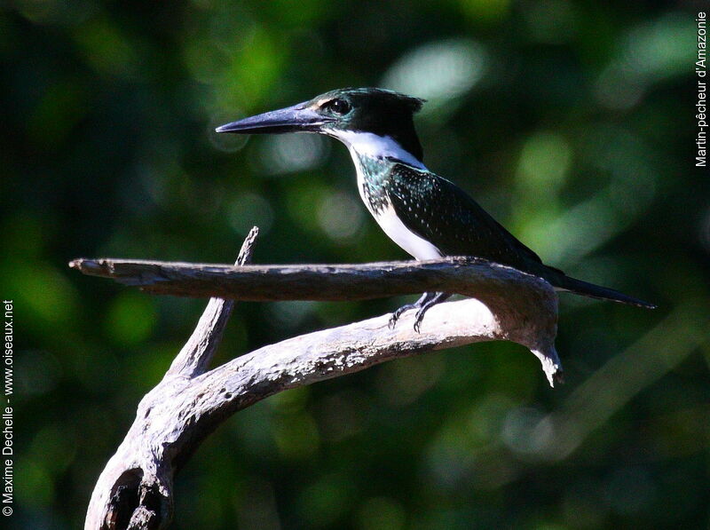 Martin-pêcheur d'Amazonie femelle adulte, identification