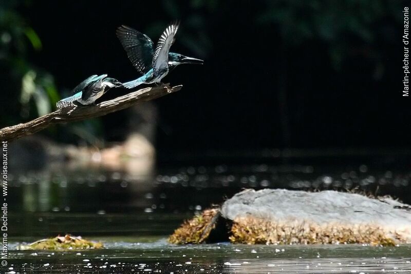 Amazon Kingfisher female