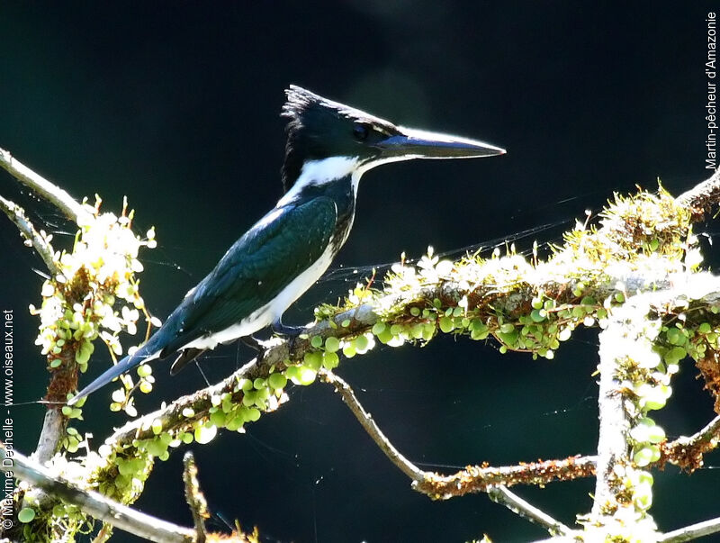 Amazon Kingfisher female adult, identification