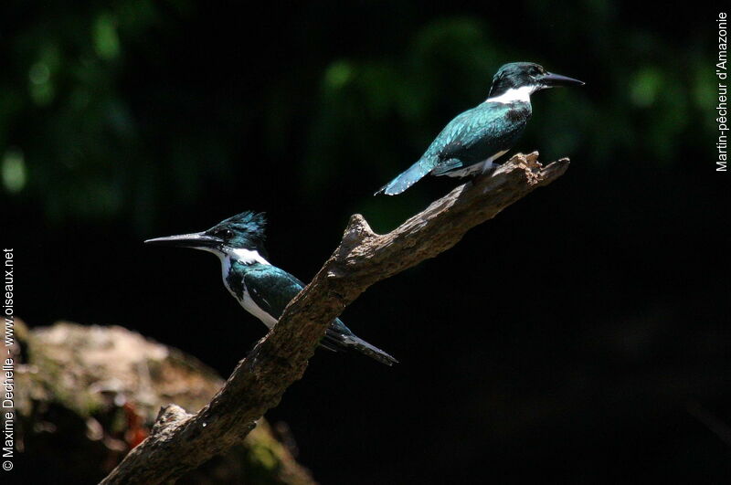 Amazon Kingfisher female, identification