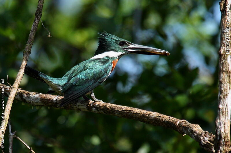 Martin-pêcheur d'Amazonie mâle adulte, identification, régime