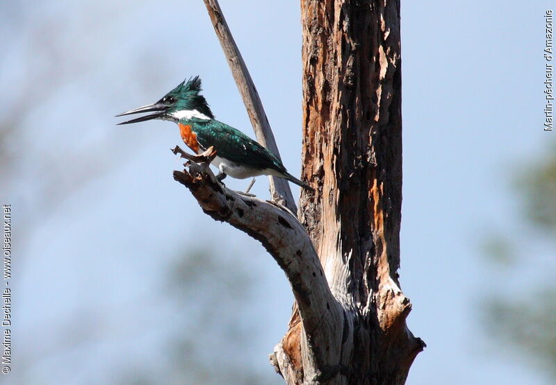 Amazon Kingfisher male adult, identification